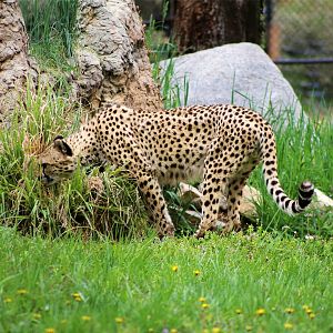 Cheetah