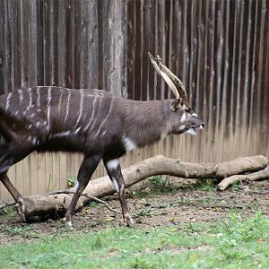 Sitatunga, September 2018