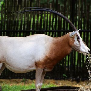 Scimitar-horned Oryx, September 2018