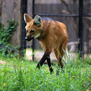 Maned Wolf, April 2018