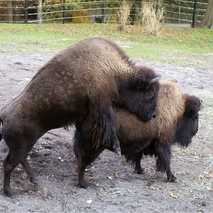 American Bison