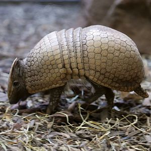 Southern Three-banded Armadillo