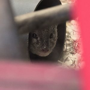 Small Indian mongoose, Urva auropunctata at ZSL