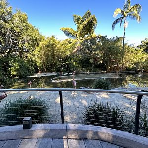 American Flamingo Lagoon (temp. off exhibit)