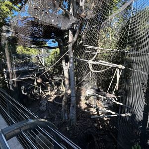 Angolan Colobus Exhibit - Monkey Trails & Forest Tales