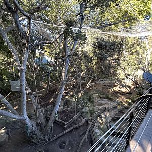 Mandrill & Schmidts Red-tailed Monkey Exhibit - Monkey Trails & Forest Tales