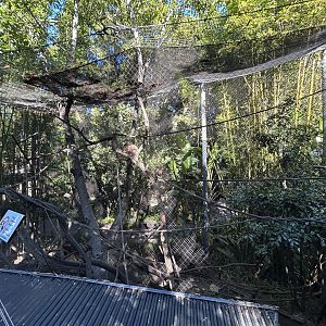 Tufted Capuchin Exhibit - Monkey Trails & Forest Tales