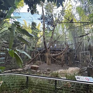 Tufted Capuchin Exhibit - Monkey Trails & Forest Tales