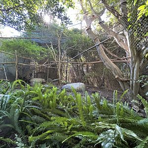 Lion-tailed Macaque Exhibit - Monkey Trails & Forest Tales