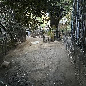 Babirusa Exhibit - Monkey Trails & Forest Tales