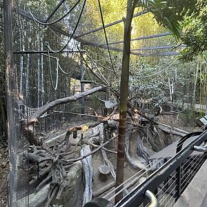 Debrazza’s Monkey Exhibit  - Monkey Trails & Forest Tales