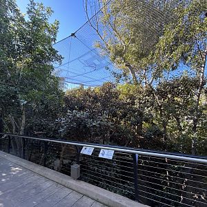 Wolf’s Monkey, Lesser Spot-nosed Monkey & Pygmy Hippo Exhibit - Monkey Trails & Forest Tales