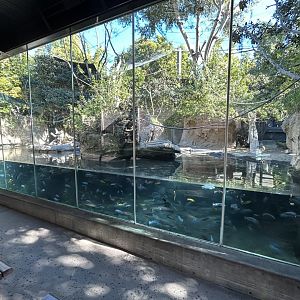 Wolf’s Monkey, Lesser Spot-nosed Monkey & Pygmy Hippo Exhibit - Monkey Trails & Forest Tales