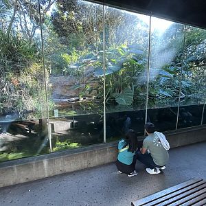 Slender-snouted Crocodile Exhibit - Monkey Trails & Forest Tales