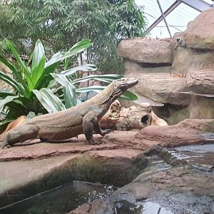 Komodo Dragon