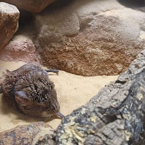 Short Eared Sengi 8/7/23