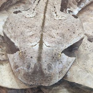West African Gaboon Viper 8/7/23