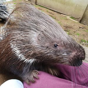 African Crested Porcupine 31/5/23