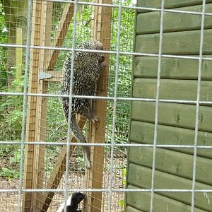 Prehensile tailed porcupine and Striped Skunk 31/5/23