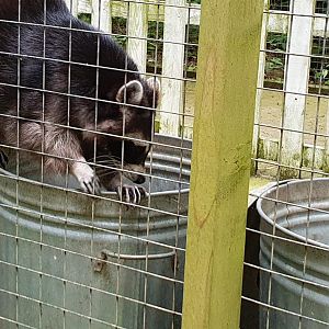 Raccoon 31/5/23