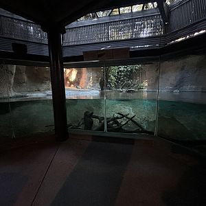 Siamese Crocodile Exhibit - Tiger River
