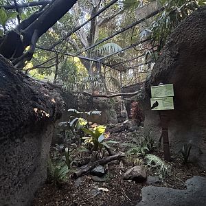White-naped Pheasant Pigeon Aviary - Tiger River