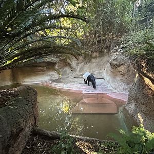 Malayan Tapir Exhibit - Tiger River