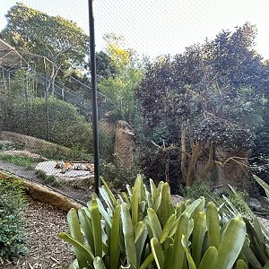 Malayan Tiger Exhibit #1 - Tiger River
