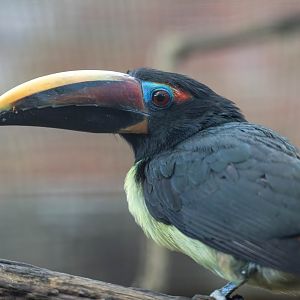 Green aracari, CWP, UK