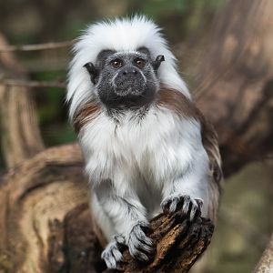 Cotton top tamarin, CWP, UK