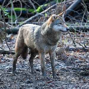 Eurasian grey wolf, CWP, UK