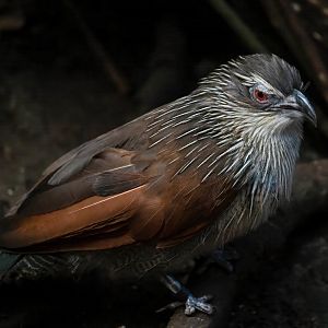 White browed coucal, CWP, UK