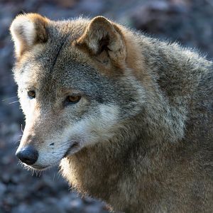Eurasian grey wolf, CWP, UK