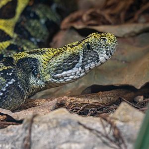 Ethiopian mountain adder (Bitis parviocula)