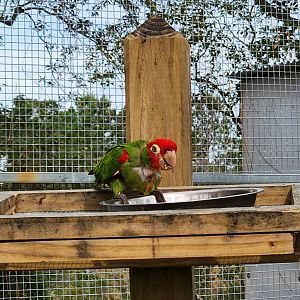 Alabama Gulf Coast Zoo - Cherry-headed Conure