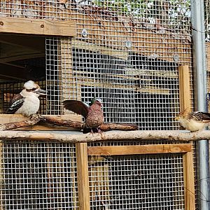 Alabama Gulf Coast Zoo - Various aviary birds