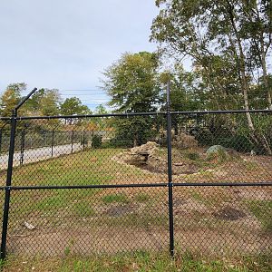 Alabama Gulf Coast Zoo - Gray Wolf enclosure