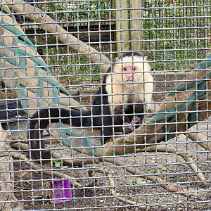 Alabama Gulf Coast Zoo - White-headed Capuchin