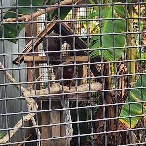 Alabama Gulf Coast Zoo - Coppery Titi
