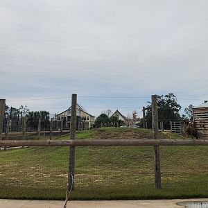 Alabama Gulf Coast Zoo - Camel/Watusi yard