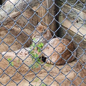 Alabama Gulf Coast Zoo - Eurasian Lynx