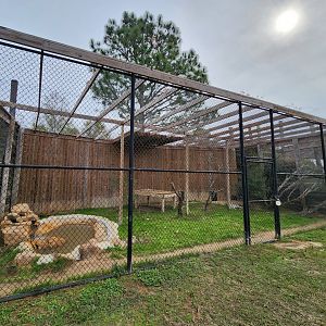 Alabama Gulf Coast Zoo - Eurasian Lynx enclosure
