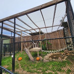 Alabama Gulf Coast Zoo - Clouded Leopard enclosure