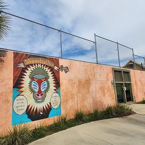 Alabama Gulf Coast Zoo - Lion viewing area