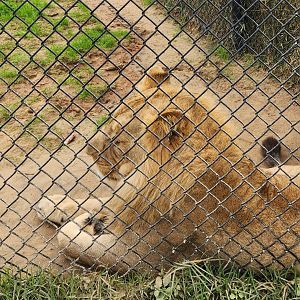 Alabama Gulf Coast Zoo - Lion