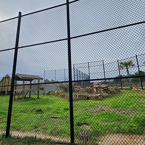 Alabama Gulf Coast Zoo - Lion yard