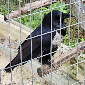 Alabama Gulf Coast Zoo - Pied Crow