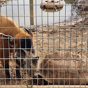 Alabama Gulf Coast Zoo - Red River Hog and tortoise