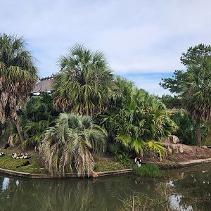 Alabama Gulf Coast Zoo - Lemur island exhibit