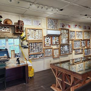 Alabama Gulf Coast Zoo - Inside the butterfly museum